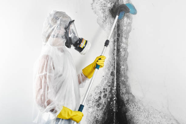 Best Basement Mold Removal  in USA